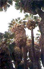 Palm Canyon