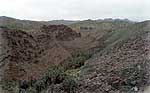 Fifteen miles of palms