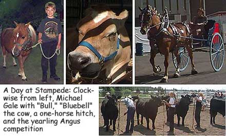 Stampede Animals