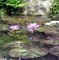 pond