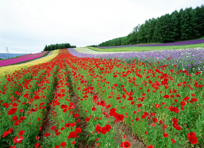 The Vermont Wildflower Farm