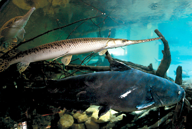 Aquarium Fish