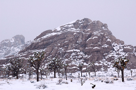 Snow in Joshua Tree