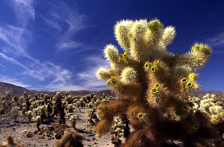 Cholla cactus