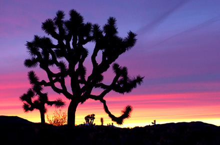 Joshua tree at sunset