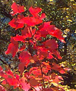 Red Leaves in New England