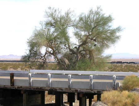 The Amboy Shoe Tree