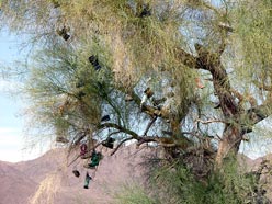 Close-up of the Amboy Shoe Tree