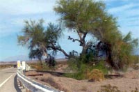 Close-up of the Amboy Shoe Tree