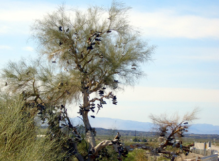 The Amboy Shoe Tree