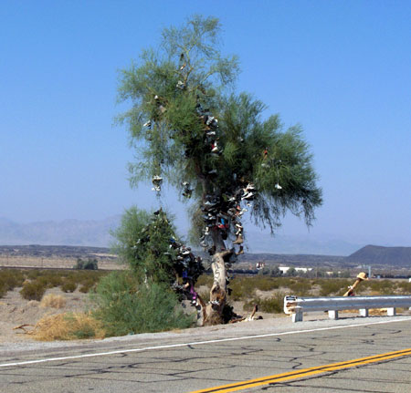 The Amboy Shoe Tree