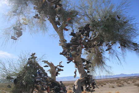 The Amboy Shoe Tree