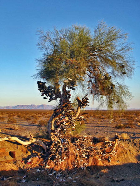 The Amboy Shoe Tree