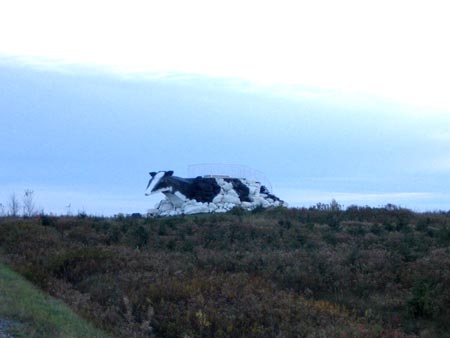 Cow Observation Deck
