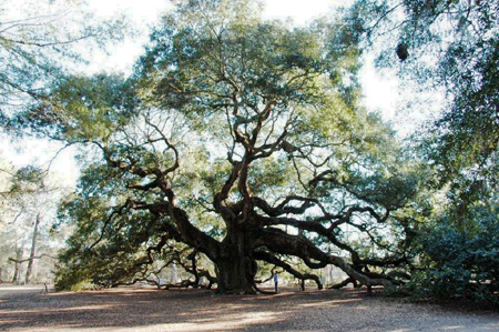 Angel Oak