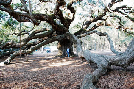 Angel Oak
