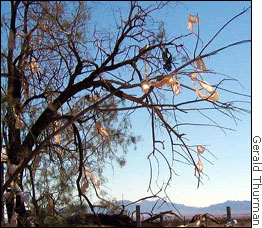 Bra Tree 11/02