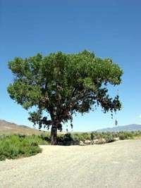 Shoe Tree on US Highway 50 in Nevada