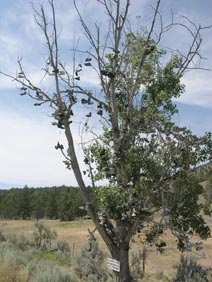 Cottonwood shoe tree near Mitchell, OR