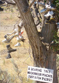 "A Bearing Tree"