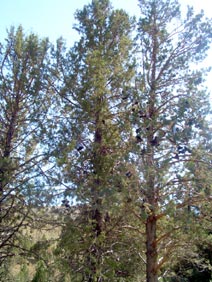Shoe-bearing Ponderosa near Mitchell, OR