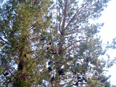 Shoes in the pine boughs