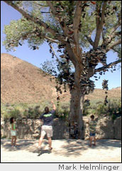 Shoe Tree on US Highway 50