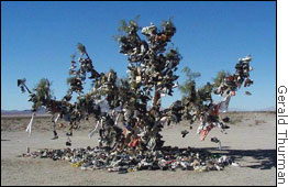 Shoe Tree 11/02