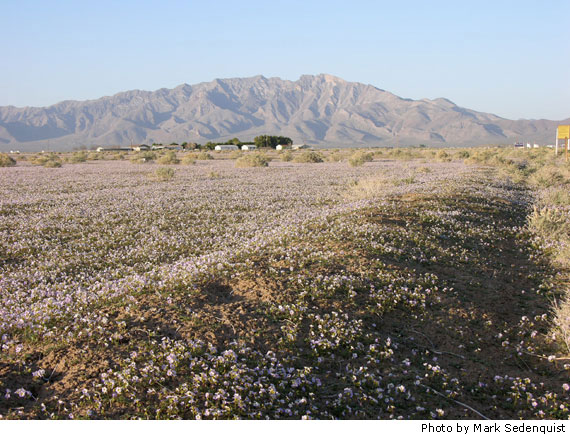 Death Valley Wildflowers