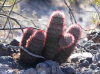 Pink cactus