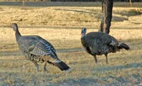 Rio Grande Turkeys