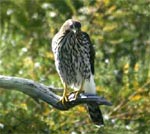 Cooper's hawk