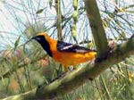 Hooded oriole