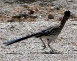 Greater roadrunner