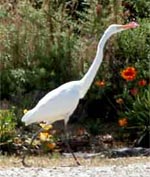 Great egret