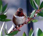 Rufous hummingbird