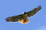 Red-tailed hawk