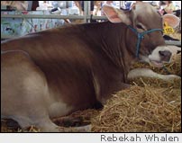 Jersey cow
