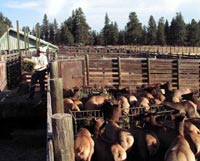Chuch Flanigan feeds elk