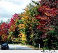 Autumn leaves