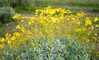 Quartzsite wildflowers
