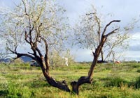 Quartzsite winter view