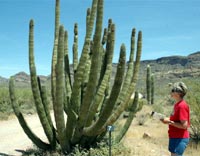 Organ Pipe Cactus