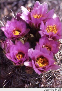 Hedgehog cactus
