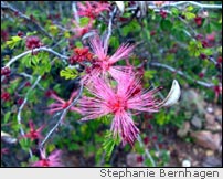 Fairy Duster