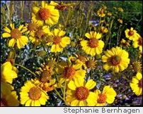 Brittlebush