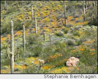 Desert bloom