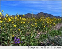 Desert bloom