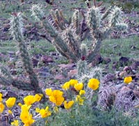 Desert wildflowers