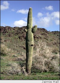 Saguaro cactus